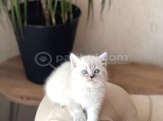 Bi̇blo Ayi Surat Bri̇ti̇sh Shorthai̇r Yavrum görsel