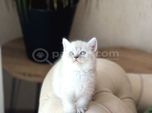 Bi̇blo Ayi Surat Bri̇ti̇sh Shorthai̇r Yavrum görsel