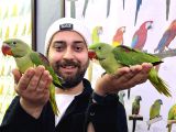 Bebek Alexander İskender Papağani Yavrularimiz