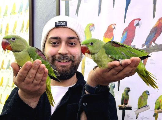 Bebek Alexander İskender Papağani Yavrularimiz görsel