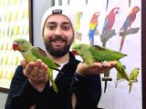 BEBEK ALEXANDER İSKENDER PAPAĞANI YAVRULARIMIZ