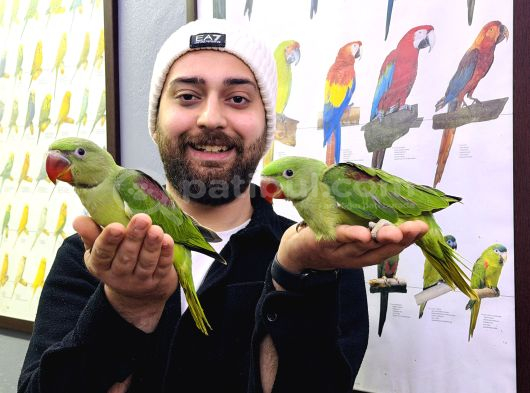 Bebek Alexander İskender Papağani Yavrularimiz