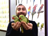 Bebek Alexander İskender Papağani Yavrularimiz