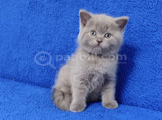 Kali̇te Kali̇te Bakmadan Geçme Ayi Surat Ponçi̇k görsel