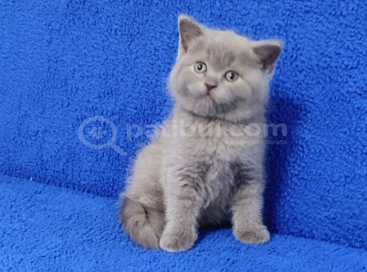 Kali̇te Kali̇te Bakmadan Geçme Ayi Surat Ponçi̇k görsel