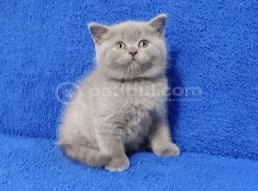 Kali̇te Kali̇te Bakmadan Geçme Ayi Surat Ponçi̇k görsel