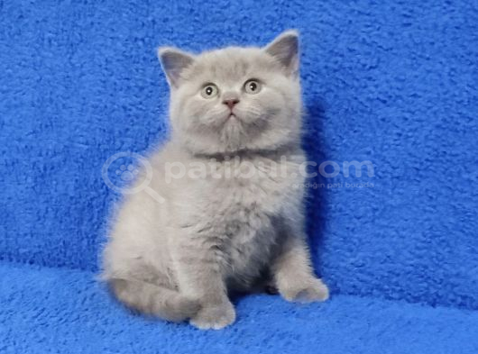 Kali̇te Kali̇te Bakmadan Geçme Ayi Surat Ponçi̇k görsel