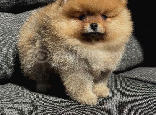 Pomeranian Teacup Kg Garantili Yavrularımız görsel