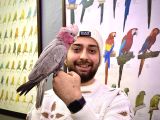 GALLAH GÜL KAKADU PAPAĞANIMIZ EVCİL KONUŞAN