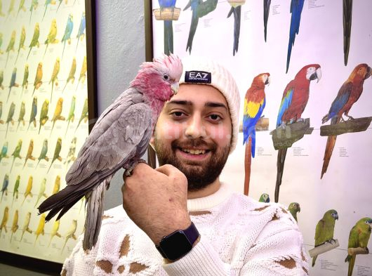 Gallah Gül Kakadu Papağanimiz Evci̇l Konuşan