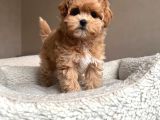 Maltipoo yavrumuz tüy dökmez koku yapmaz