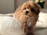 Maltipoo yavrumuz üst kalite toy poodle tadında