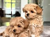 Maltipoo yavrular için arayabilirsiniz