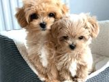 Maltipoo Yavrular Için Arayabilirsiniz
