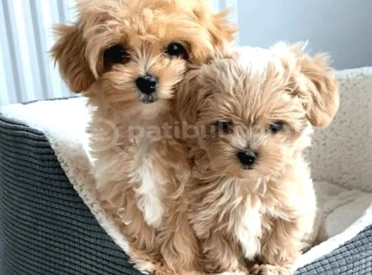 Maltipoo Yavrular Için Arayabilirsiniz görsel