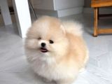 Pomeranian teacup kg garantili yavrularımız