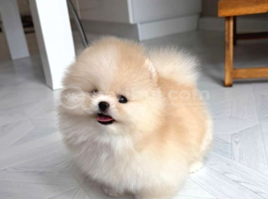 Pomeranian Teacup Kg Garantili Yavrularımız