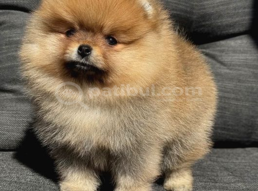 Pomeranian Teacup Kg Garantili Yavrularımız görsel