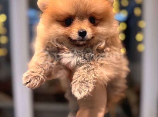 Minicik pomeranian boo
