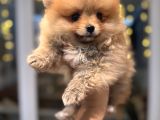 Minicik Pomeranian Boo