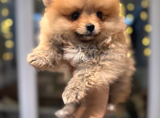 Minicik Pomeranian Boo görsel