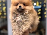 Minicik Pomeranian Boo