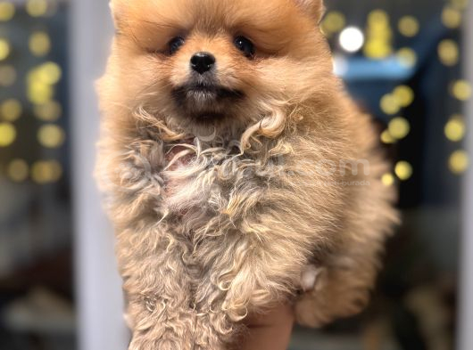Minicik Pomeranian Boo görsel