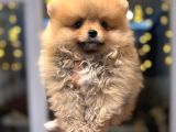 Minicik Pomeranian Boo