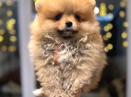 Minicik Pomeranian Boo görsel