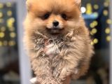 Minicik Pomeranian Boo