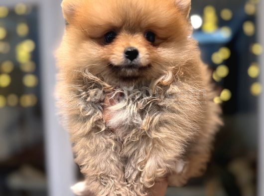 Minicik Pomeranian Boo görsel