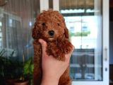 Sevimli Aile Dostu Toy Poodle Yavrularımız