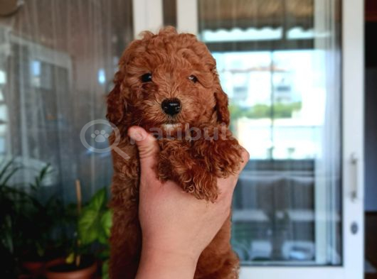 Sevimli Aile Dostu Toy Poodle Yavrularımız görsel