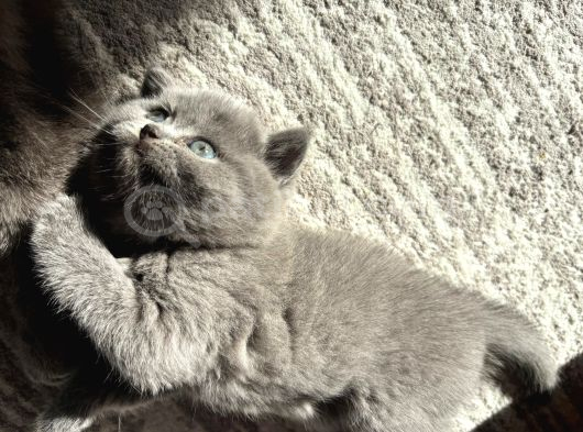 Mükemmel Güzellikte British Shorthair Yavrularımız görsel