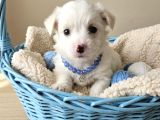 Terier Maltese Yavrular