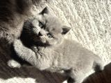 Mükemmel Güzellikte British Shorthair Yavrularımız