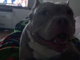 Eği̇ti̇mli̇ Ameri̇kan Bully Di̇şi̇
