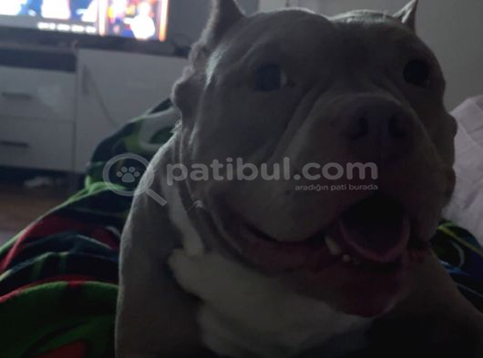 Eği̇ti̇mli̇ Ameri̇kan Bully Di̇şi̇ görsel