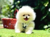 Pomeranian boo en kucuk yavrular