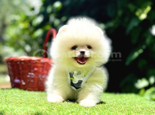 Pomeranian boo en kucuk yavrular
