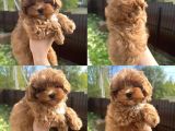 Toypoodle Ev Den