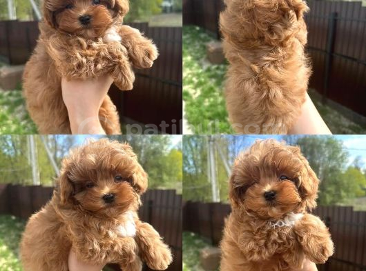 Toypoodle Ev Den