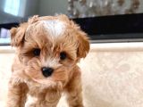 Evden maltipoo