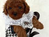 TOY POODLE SEVİMLİ YAVRULAR EV ÜRETİMİ