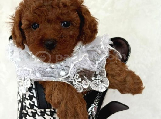 Toy Poodle Sevi̇mli̇ Yavrular Ev Üreti̇mi̇