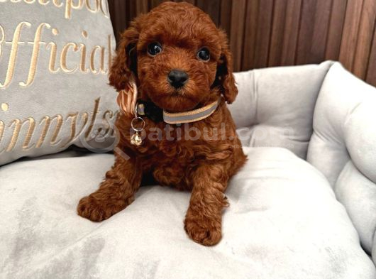 Toy Poodle Sevi̇mli̇ Yavrular Ev Üreti̇mi̇ görsel