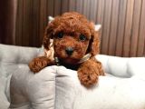 Toy Poodle Sevi̇mli̇ Yavrular Ev Üreti̇mi̇