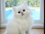 Safkan anne babadan scr Longhair Kalıcı mavi göz