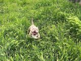 EĞİTİMLİ AMERİKAN BULLY DİŞİ