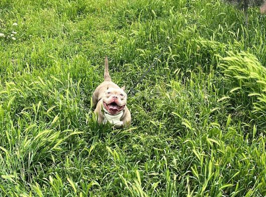 Eği̇ti̇mli̇ Ameri̇kan Bully Di̇şi̇